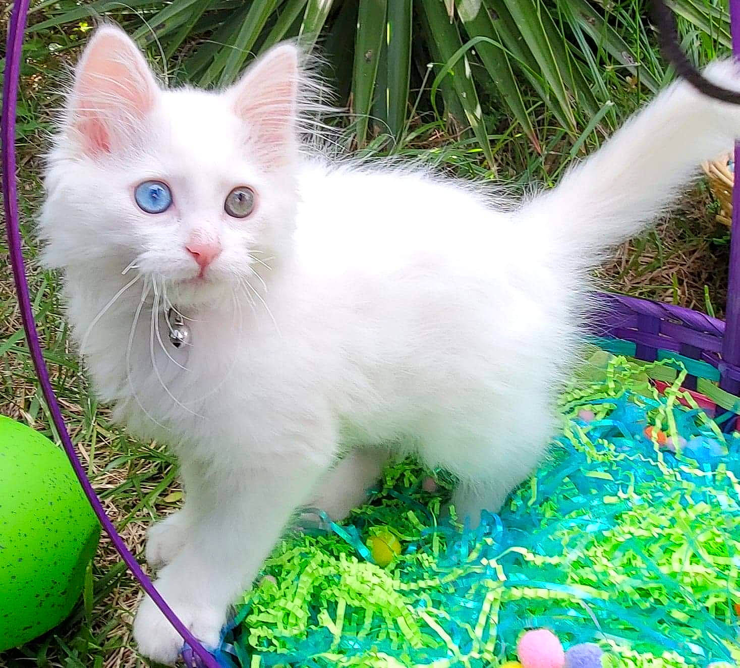 Jasper joined the competition — help win amazing prizes! carnivore, cat, collar, domestic_short_haired_cat, event, felidae, fur, grass, green, groundcover, pattern, paw, plant, small_to_medium_sized_cats, snout, tail, terrestrial_animal, whiskers