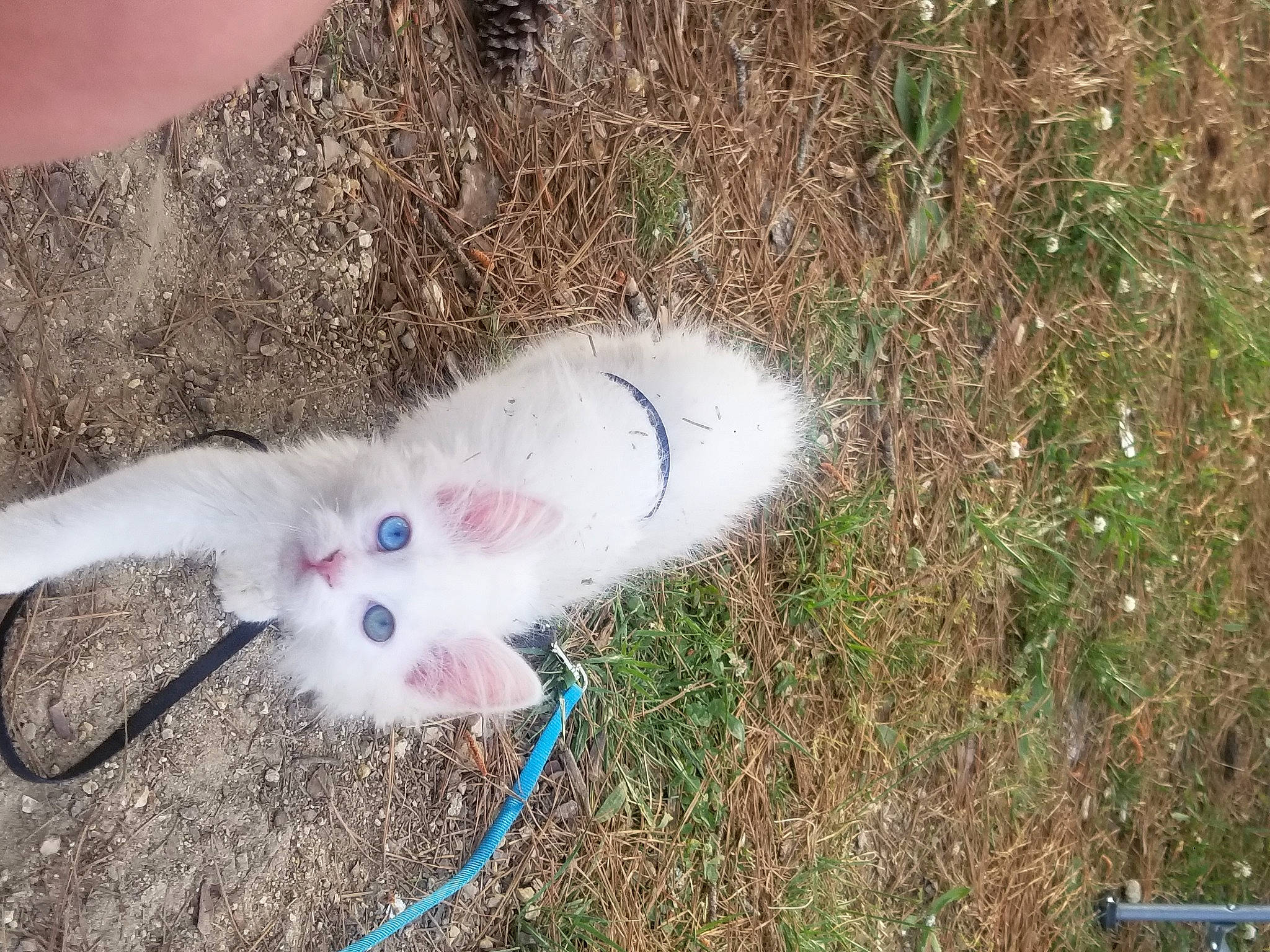 Jasper is registered to the contest to win money with this photo: canidae, carnivore, cat, collar, companion_dog, dog_breed, fashion_accessory, fawn, feather, felidae, fur, grass, paw, samoyed, small_to_medium_sized_cats, snout, spitz, sporting_group, tail, whiskers