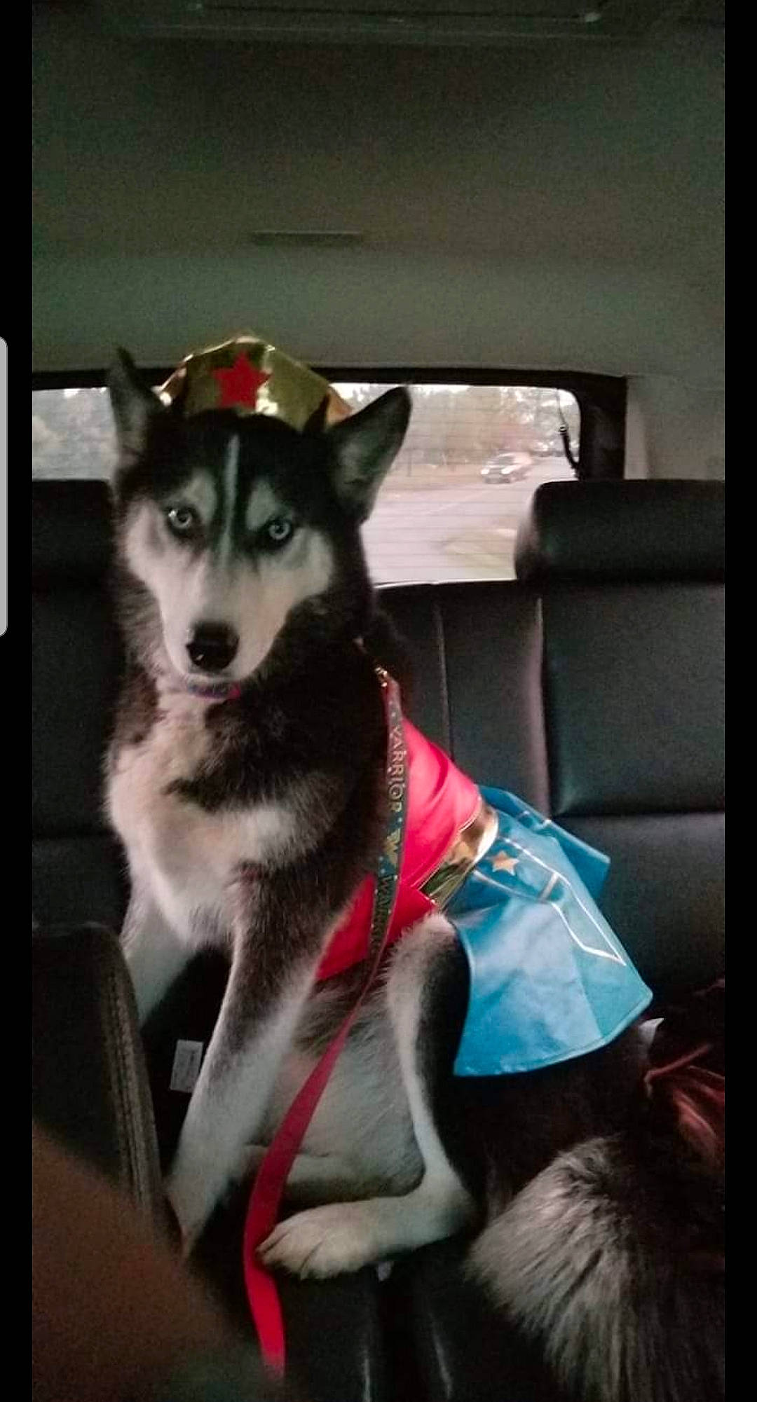 Nicki is registered to the contest to win money with this photo: ancient_dog_breeds, canis, car_seat, carnivore, companion_dog, dog, dog_breed, fur, herding_dog, non_sporting_group, siberian_husky, sitting, sled_dog, vehicle_door, window, working_animal, working_dog