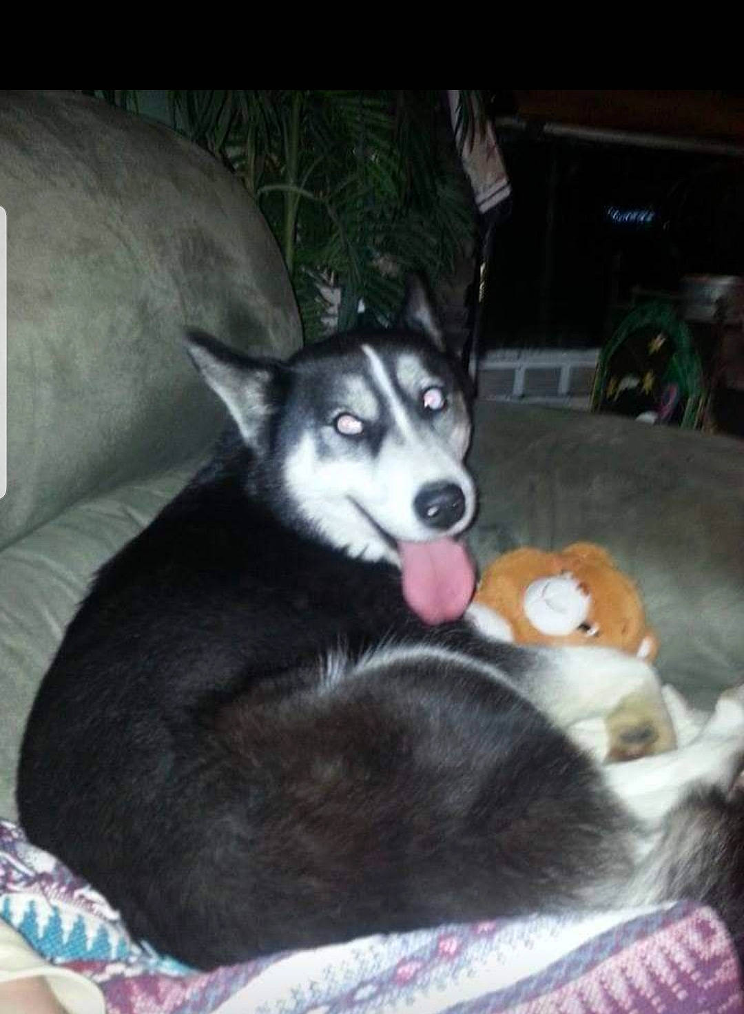 Nicki joined the competition — help win amazing prizes! canidae, canis, carnivore, comfort, companion_dog, couch, dog, dog_breed, dog_supply, fur, non_sporting_group, siberian_husky, sled_dog, sporting_group, tail, working_animal, working_dog