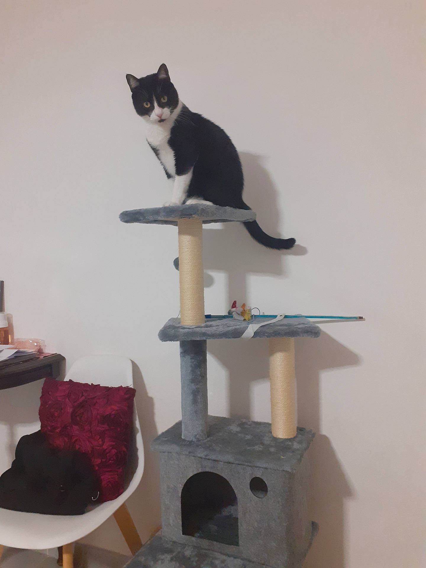 Felix participe au concours pour gagner de l'argent avec cette photo : abyssinian, animal, architecture, barstool, bookcase, building, cat, chair, cup, desk, furniture, indoors, livingroom, manx, pet, plywood, room, shelf, table, wood