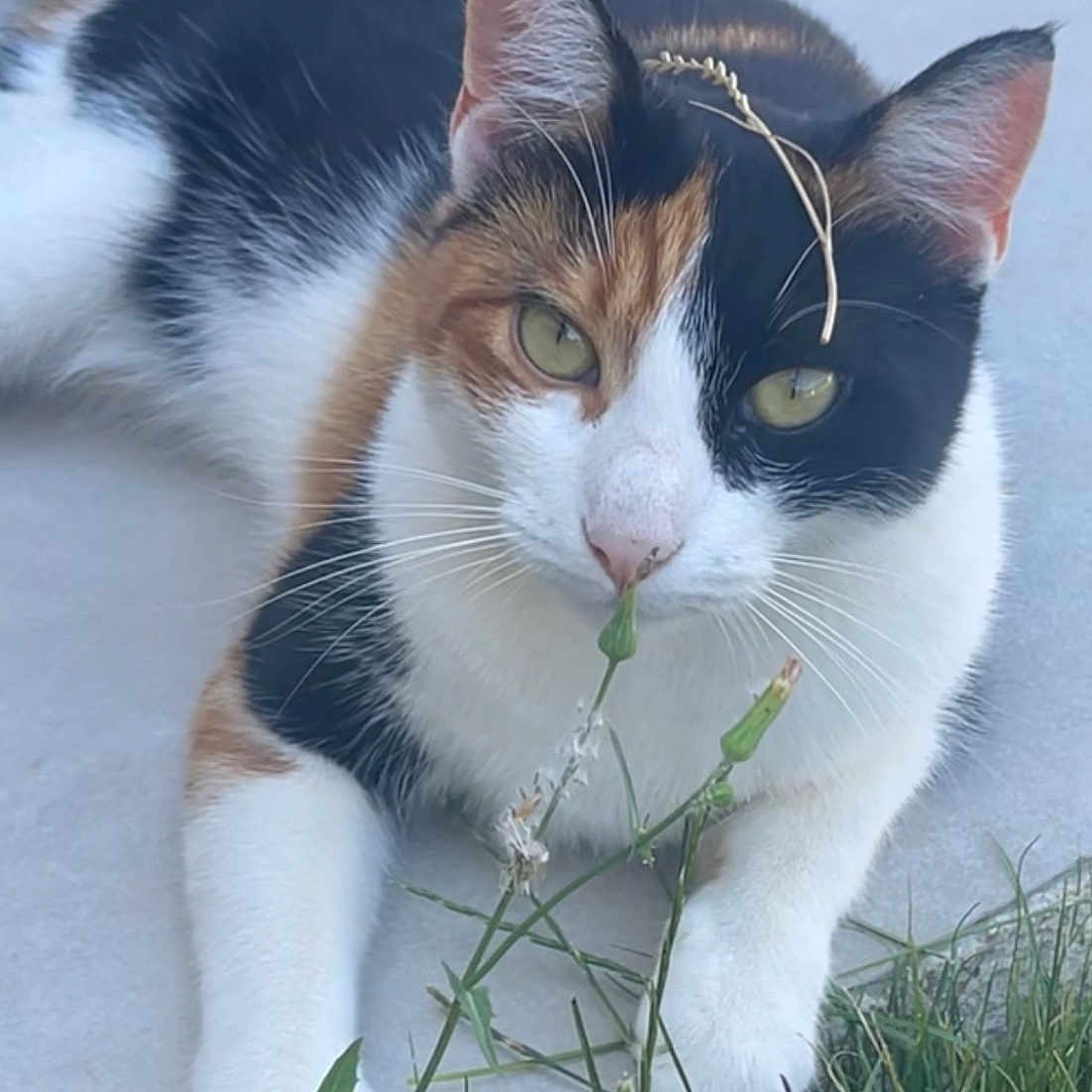 Pepette a rejoint le concours — aidez-le/la à gagner de superbes lots ! abyssinian, accessories, angora, animal, canine, cat, dog, flower, grass, green, herbal, herbs, jar, kitten, lawn, leaf, manx, pet, plant, pottedplant