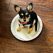 Bojangles is registered to the contest to win money with this photo: puppy, dog, paper_plate, wooden_floor, small_dog, pet, collar, cute, fur, ears, black_and_tan, sitting, indoor, animal, looking_up, young_dog, floor, adorable, companion, domestic_animal