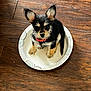 puppy, dog, paper_plate, wooden_floor, small_dog, pet, collar, cute, fur, ears, black_and_tan, sitting, indoor, animal, looking_up, young_dog, floor, adorable, companion, domestic_animal