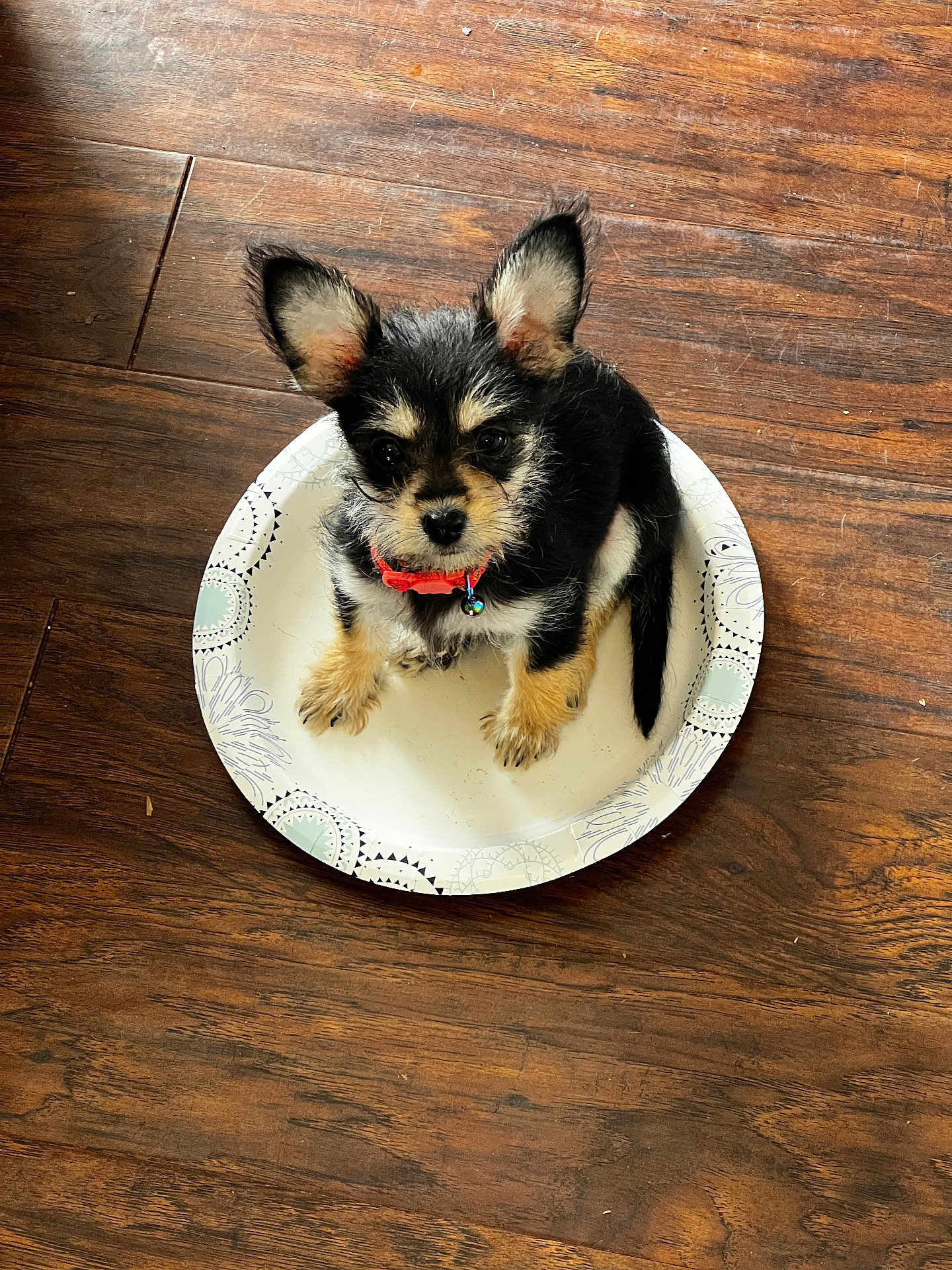 Bojangles is registered to the contest to win money with this photo: puppy, dog, paper_plate, wooden_floor, small_dog, pet, collar, cute, fur, ears, black_and_tan, sitting, indoor, animal, looking_up, young_dog, floor, adorable, companion, domestic_animal