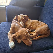 Jackson And Bella joined the competition — help win amazing prizes! puppy, dog, sleeping, couch, blue_couch, indoor, window, sunlight, resting, cozy, animal, pet, fur, cute, two_puppies, brown_dog, relaxing, companion, peaceful, nap