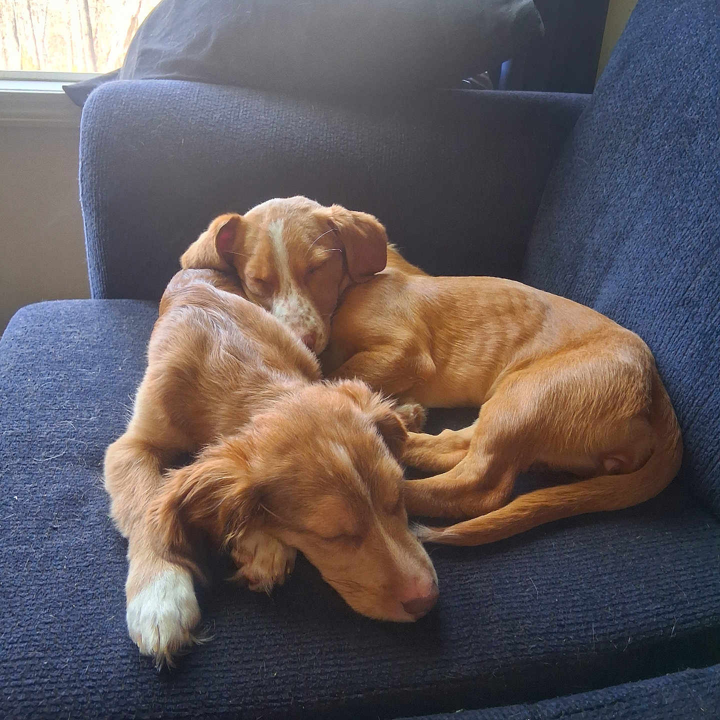 Jackson And Bella joined the competition — help win amazing prizes! puppy, dog, sleeping, couch, blue_couch, indoor, window, sunlight, resting, cozy, animal, pet, fur, cute, two_puppies, brown_dog, relaxing, companion, peaceful, nap