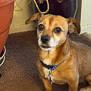 Brownie is registered to the contest to win money with this photo: dog, brown_dog, pet, indoor, carpet, plant, flower_pot, collar, leash_tag, small_dog, cute, animal, ears, fur, paw, looking_up, companion, domestic, alert, sitting