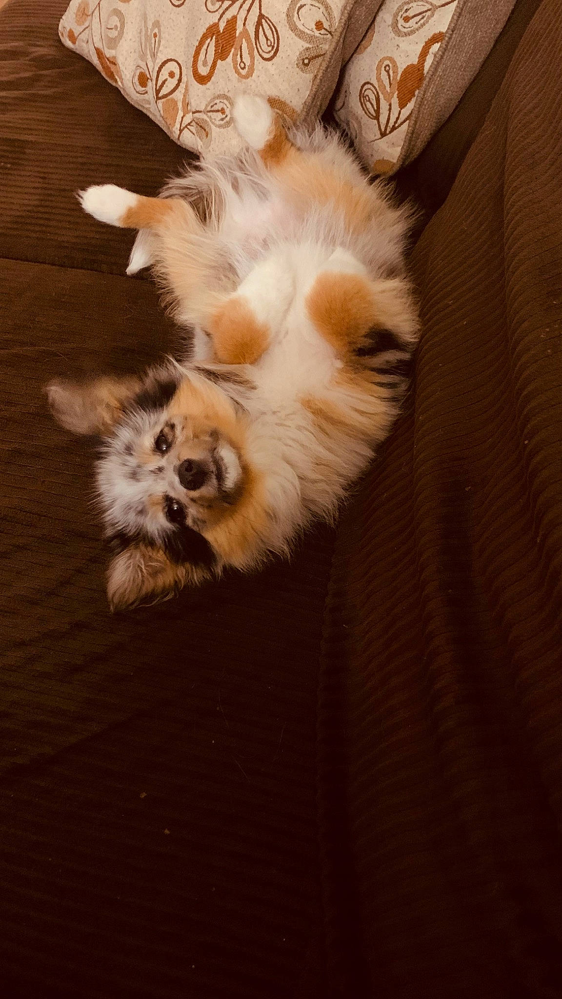 Loki joined the competition — help win amazing prizes! canidae, carnivore, cat, claw, companion_dog, dog_breed, fawn, felidae, flooring, fur, hardwood, musical_instrument, paw, small_to_medium_sized_cats, tail, terrestrial_animal, whiskers, wildlife, window, wood