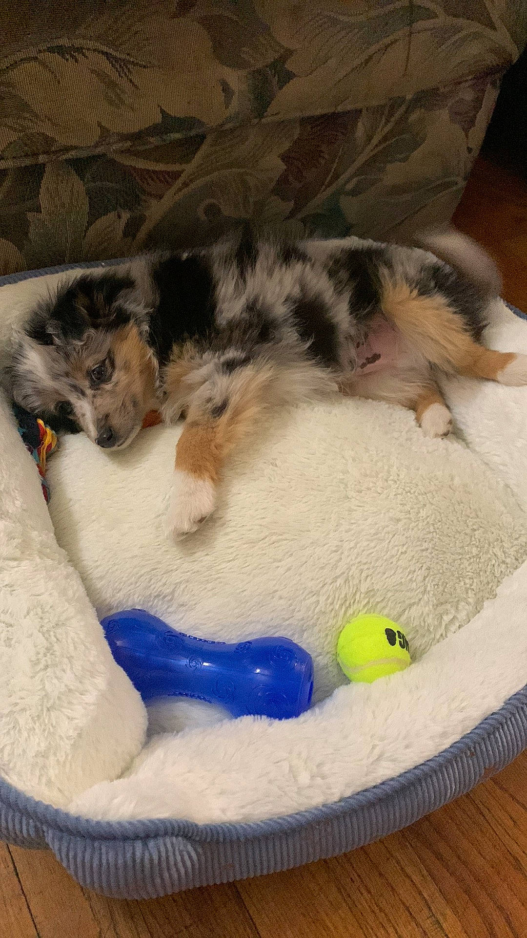 Loki is registered to the contest to win money with this photo: animal_feed, carnivore, cat_supply, comfort, companion_dog, dog, dog_bed, dog_breed, dog_supply, felidae, flooring, fur, linens, paw, pet_supply, recreation, small_to_medium_sized_cats, sporting_group, tail, toy