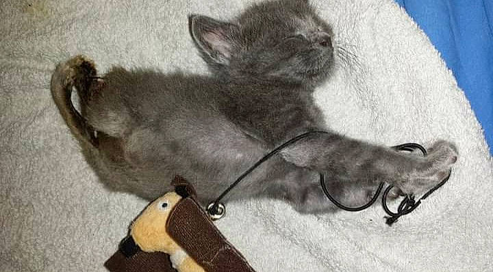 Héka participe au concours pour gagner de l'argent avec cette photo : carnivore, cat, claw, comfort, dog_breed, domestic_short_haired_cat, drawing, felidae, foot, fur, gesture, grey, human_leg, paw, sleeve, small_to_medium_sized_cats, snout, tail, terrestrial_animal, whiskers