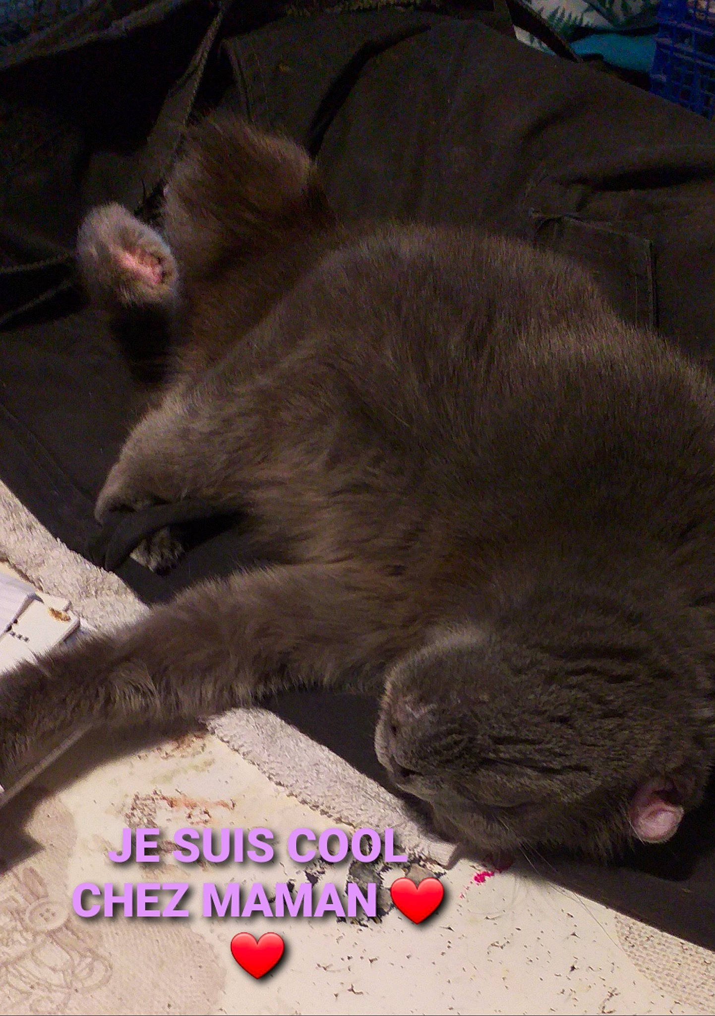 Héka a rejoint le concours — aidez-le/la à gagner de superbes lots ! carnivore, cat, claw, comfort, domestic_short_haired_cat, fawn, felidae, fur, grey, internet_meme, liver, nap, paw, photo_caption, russian_blue, small_to_medium_sized_cats, snout, tail, terrestrial_animal, whiskers