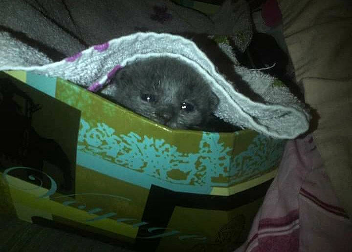 Héka participe au concours pour gagner de l'argent avec cette photo : canidae, carnivore, circle, comfort, dog_breed, domestic_short_haired_cat, fawn, felidae, fur, linens, marsupial, mustelidae, rodent, room, small_to_medium_sized_cats, snout, sporting_group, tail, terrestrial_animal, whiskers