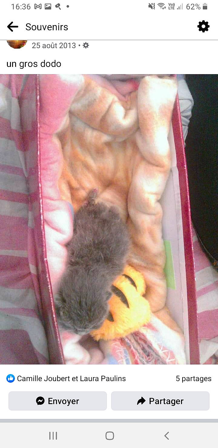 Héka a rejoint le concours — aidez-le/la à gagner de superbes lots ! barechested, chest, child, claw, fashion_accessory, felidae, flesh, font, foot, fur, gesture, human_leg, magenta, nail, photo_caption, thigh, thumb, toe, toy, wrist