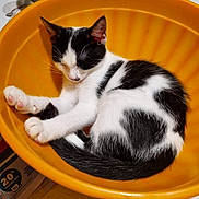 Piwie participe au concours pour gagner de l'argent avec cette photo : cat, kitten, sleeping, orange_bowl, black_and_white, pet, cute, animal, domestic_cat, resting, fur, whiskers, paw, indoor, cozy, cute_pet, sleep, tiny_spot, peaceful, curled_up