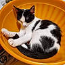 animal, black_and_white, cat, cozy, curled_up, cute, cute_pet, domestic_cat, fur, indoor, kitten, orange_bowl, paw, peaceful, pet, resting, sleep, sleeping, tiny_spot, whiskers