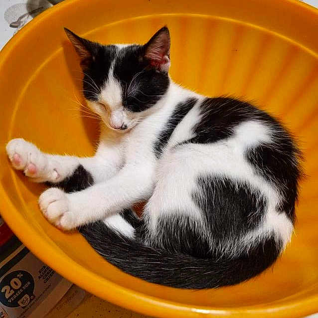 Piwie participe au concours pour gagner de l'argent avec cette photo : cat, kitten, sleeping, orange_bowl, black_and_white, pet, cute, animal, domestic_cat, resting, fur, whiskers, paw, indoor, cozy, cute_pet, sleep, tiny_spot, peaceful, curled_up
