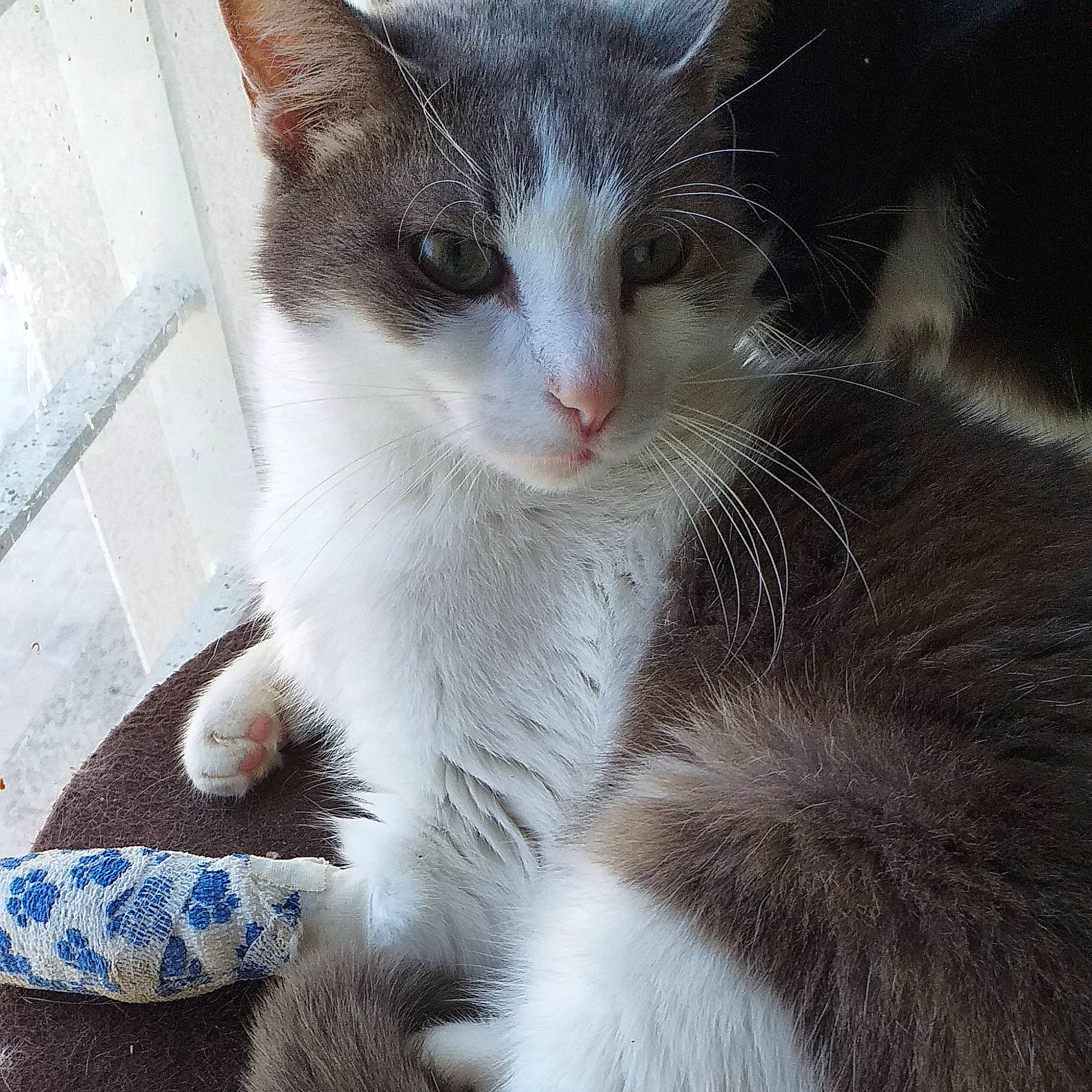 Biscotte participe au concours pour gagner de l'argent avec cette photo : carnivore, cat, claw, domestic_short_haired_cat, eye, felidae, foot, fur, iris, paw, small_to_medium_sized_cats, snout, tail, whiskers