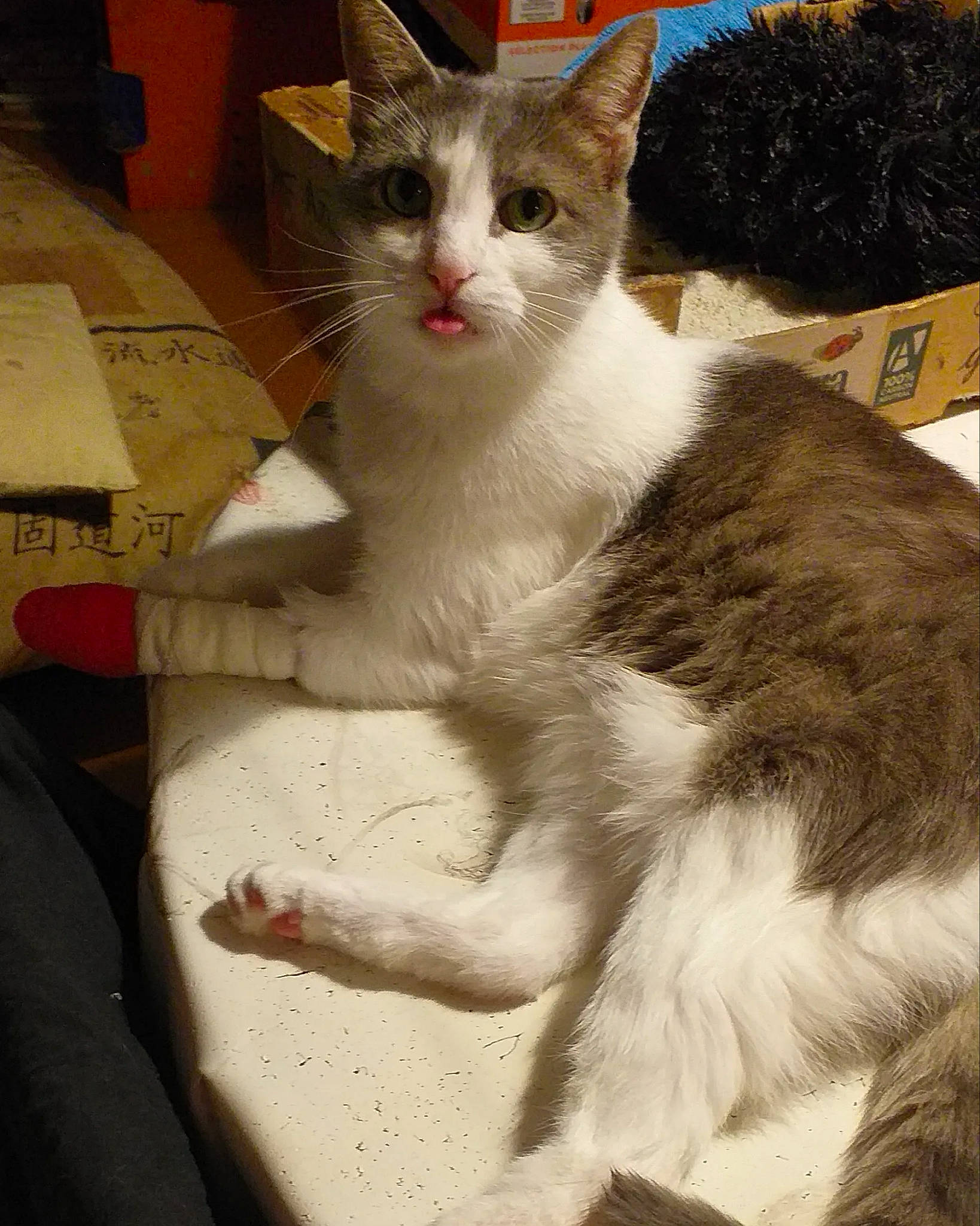 Biscotte a rejoint le concours — aidez-le/la à gagner de superbes lots ! box, carnivore, cat, claw, comfort, domestic_short_haired_cat, eye, felidae, fur, paw, sitting, small_to_medium_sized_cats, snout, tail, whiskers