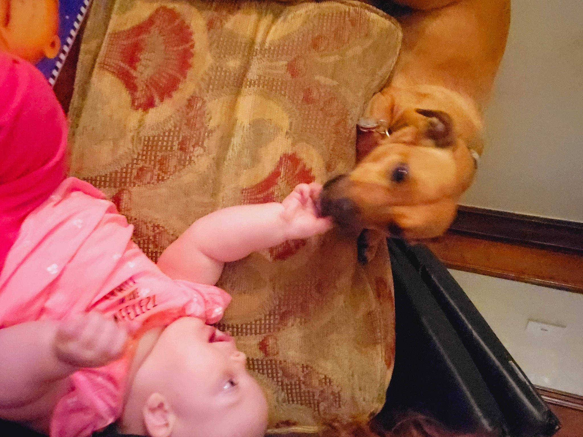 Persephone joined the competition — help win amazing prizes! baby, baby_toddler_clothing, carnivore, comfort, companion_dog, dog, dog_breed, ear, fawn, fun, gesture, happy, mouth, muscle, nail, nose, person, skin, snout, toddler