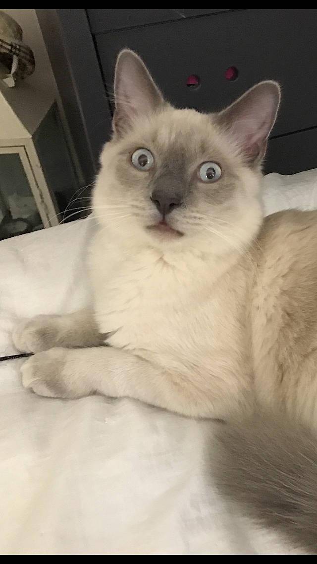 Pépito participe au concours pour gagner de l'argent avec cette photo : asian, balinese, burmese, burmilla, carnivore, cat, colorpoint_shorthair, eye, felidae, javanese, kitten, mammal, ojos_azules, ragdoll, siamese, small_to_medium_sized_cats, thai, tonkinese, vertebrate, whiskers