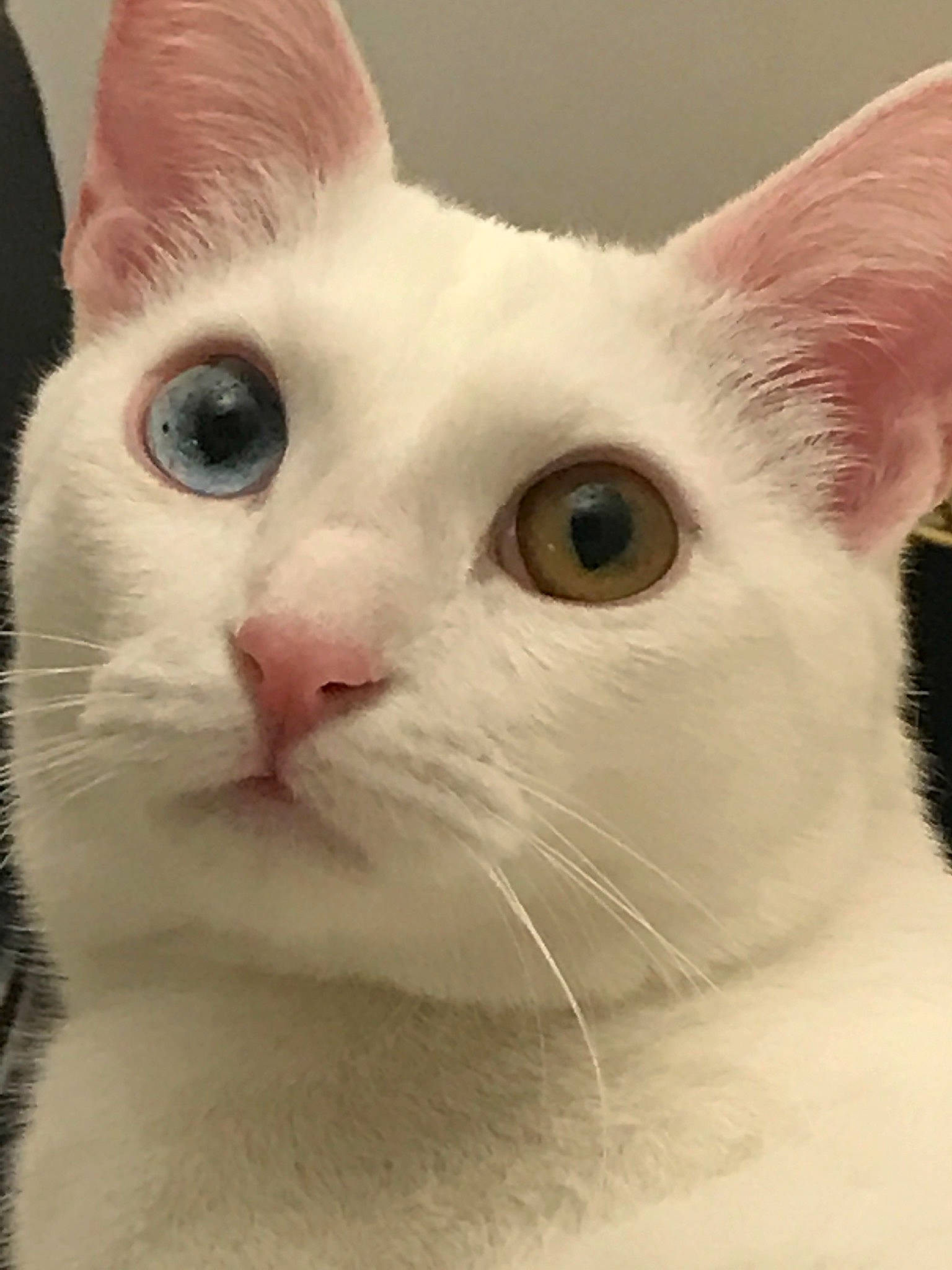 Orphé participe au concours pour gagner de l'argent avec cette photo : aegean_cat, american_wirehair, asian, burmilla, carnivore, cat, colorpoint_shorthair, cornish_rex, devon_rex, eye, felidae, javanese, khao_manee, mammal, oriental_shorthair, person, small_to_medium_sized_cats, snout, turkish_angora, vertebrate