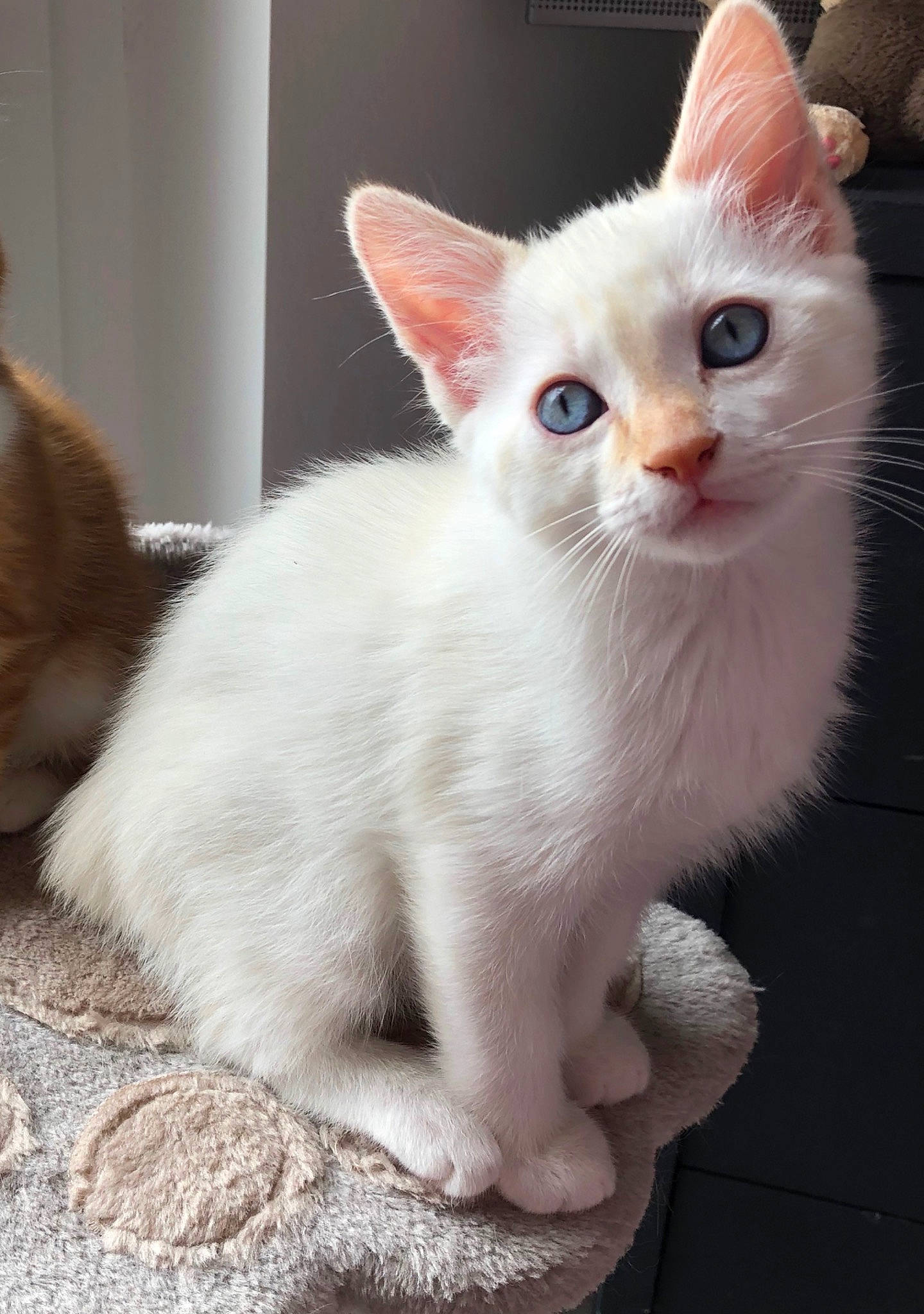 Piccolo participe au concours pour gagner de l'argent avec cette photo : aegean_cat, arabian_mau, asian, burmilla, carnivore, cat, colorpoint_shorthair, domestic_short_haired_cat, fawn, felidae, german_rex, javanese, khao_manee, kitten, mammal, person, small_to_medium_sized_cats, turkish_angora, turkish_van, vertebrate