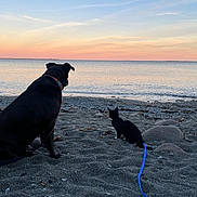 Alastor joined the competition — help win amazing prizes! dog, cat, beach, sunset, ocean, sand, leash, horizon, rocks, water, twilight, silhouette, pet, companionship, outdoors, peaceful, seashore, sky, sunset_colors, sitting