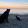 Beb joined the competition — help win amazing prizes! dog, cat, beach, sunset, ocean, sand, leash, horizon, rocks, water, twilight, silhouette, pet, companionship, outdoors, peaceful, seashore, sky, sunset_colors, sitting