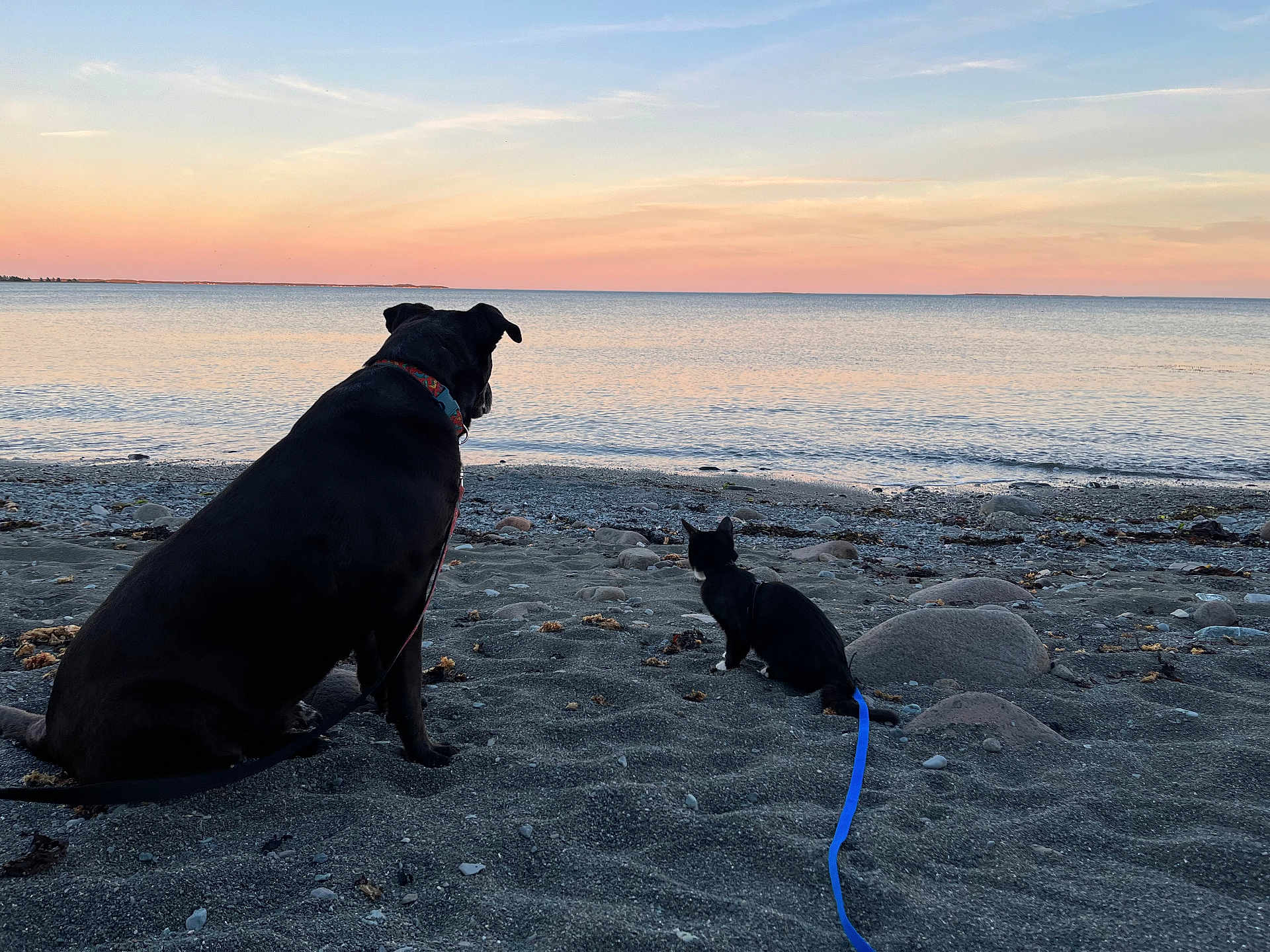 Beb joined the competition — help win amazing prizes! dog, cat, beach, sunset, ocean, sand, leash, horizon, rocks, water, twilight, silhouette, pet, companionship, outdoors, peaceful, seashore, sky, sunset_colors, sitting