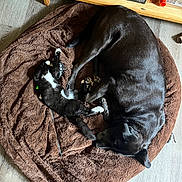 Beb joined the competition — help win amazing prizes! dog, cat, pet_bed, brown_blanket, tuxedo_cat, black_dog, sleeping, napping, paw, furniture, bookshelf, wood_floor, cozy, indoor, pet, companion, toy, relaxing, bedroom_item, friendship