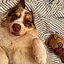 Saïka a rejoint le concours — aidez-le/la à gagner de superbes lots ! animal, australian_shepherd, bed, close_up, companion, curious, cute, dog, domestic_animal, face, fluffy, fur, indoor, lying_down, paw, pet, plush_toy, relaxed, striped_bedspread, toy