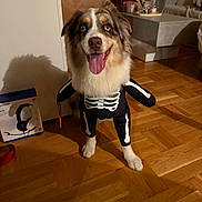 Saïka a rejoint le concours — aidez-le/la à gagner de superbes lots ! animal, costume, couch, cute, dog, eyes, floor, fur, furry, happy, home, indoor, living_room, pet, plant, skeleton, smiling, table, tongue_out, wooden_floor