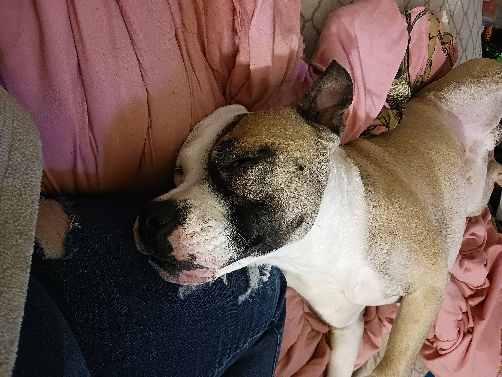 Max is registered to the contest to win money with this photo: canidae, carnivore, collar, comfort, companion_dog, dog, dog_breed, ear, fawn, nap, non_sporting_group, paw, snout, sporting_group, whiskers, working_animal