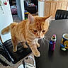 Wally a rejoint le concours — aidez-le/la à gagner de superbes lots ! background, bar_stool, cat, chair, counter, curious, domestic_animal, furniture, home, indoors, living_room, mug, orange_tabby, pet, plant, table, tweety_bird, vape_device, whiskers, wood_floor
