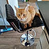 Wally a rejoint le concours — aidez-le/la à gagner de superbes lots ! animal, bar_stool, black_chair, cat, curious, domestic, ears, feline, flooring, fur, ginger_cat, home, indoor, kitchen, modern, mop, pet, tail, whiskers, wooden_floor