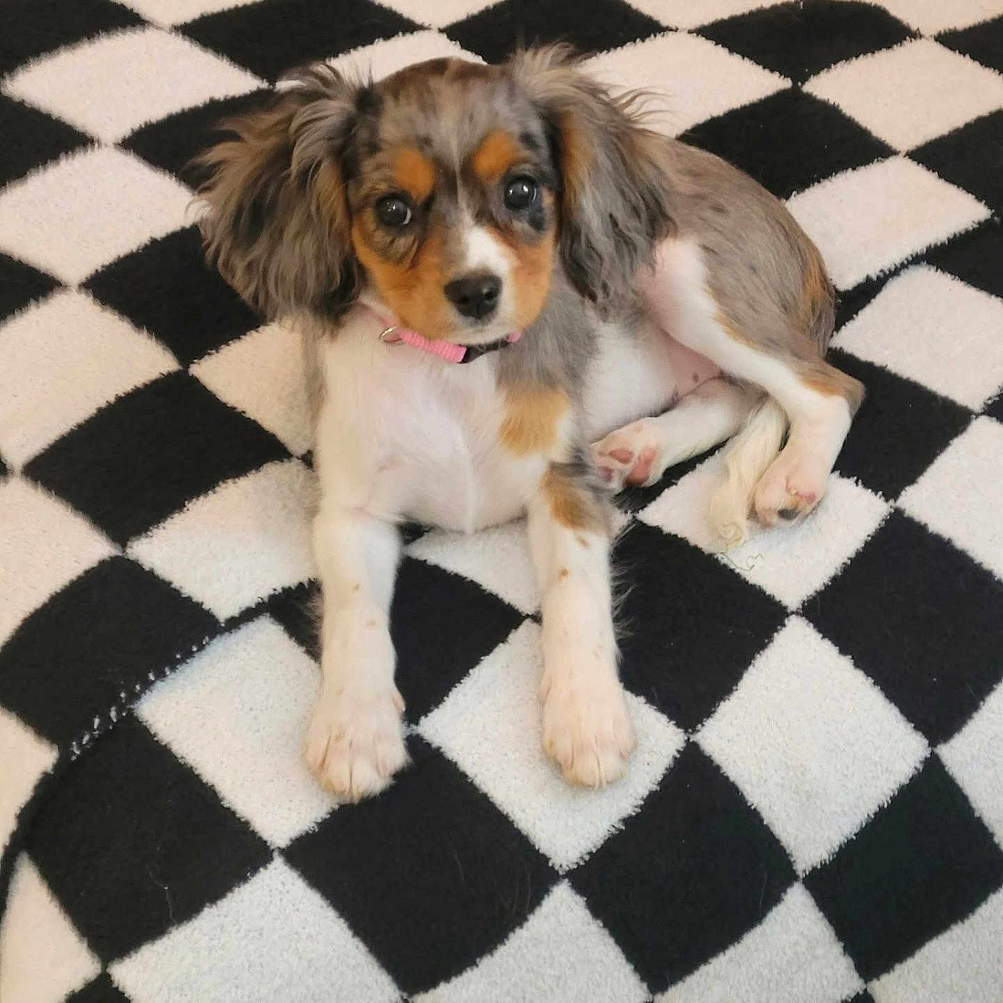 Lady joined the competition — help win amazing prizes! adorable, animal, black_and_white, blanket, checkered, collar, companion, cute, dog, ears, fur, indoor, laying, looking, paws, pet, puppy, resting, small_dog, young