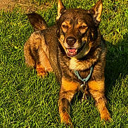 Samson joined the competition — help win amazing prizes! animal, canine, collar, daylight, dog, ears, fur, grass, greenery, happy, keys, laying, muzzle, nature, outdoor, pet, smiling, sunlight, tail, tongue