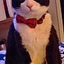 Kookie joined the competition — help win amazing prizes! cat, tuxedo_cat, bow_tie, pet, indoor, curious_eyes, black_and_white, sitting, feline, animal, cute, domestic_cat, fur, whiskers, collar, bed, blanket, patterned, close_up, portrait
