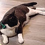 cat, tuxedo_cat, bow_tie, collar, pet, animal, feline, lying_down, wooden_floor, white_paws, black_and_white, domestic_cat, relaxed, indoor, whiskers, tail, fur, looking_away, side_view, resting