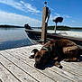dog, brindle_dog, dock, wooden_dock, boat, lake, water, sky, clouds, sunlight, summer, relaxing, pet, collar, paw, outdoors, nature, reflection, bokeh, portrait