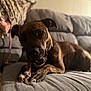 dog, brindle, chewing, bone, couch, indoor, pet, paws, nails, collar, cozy, shallow_depth_of_field, bokeh, living_room, blanket, snout, tongue, fur, portrait, closeup