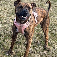 Ember is registered to the contest to win money with this photo: dog, brindle, pink_harness, harness, grass, outdoor, smiling, standing, pet, canine, field, fur, paws, tail, muzzle, teeth, eyes_closed, portrait, happy, playful