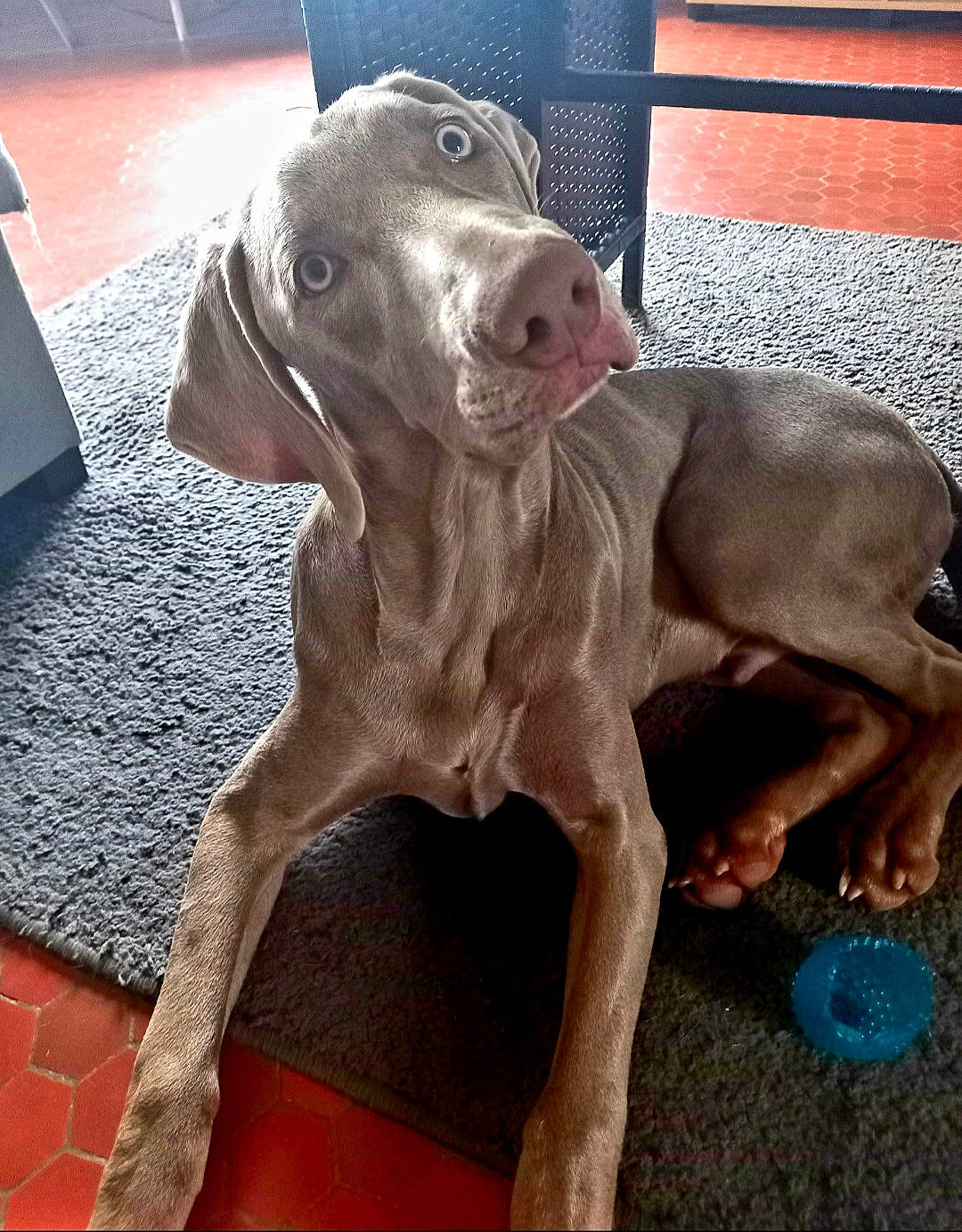 Sheldon participe au concours pour gagner de l'argent avec cette photo : canidae, carnivore, companion_dog, dog, dog_breed, eye, fawn, floor, flooring, gun_dog, hardwood, head, liver, metal, snout, sporting_group, tail, whiskers, wood, working_animal