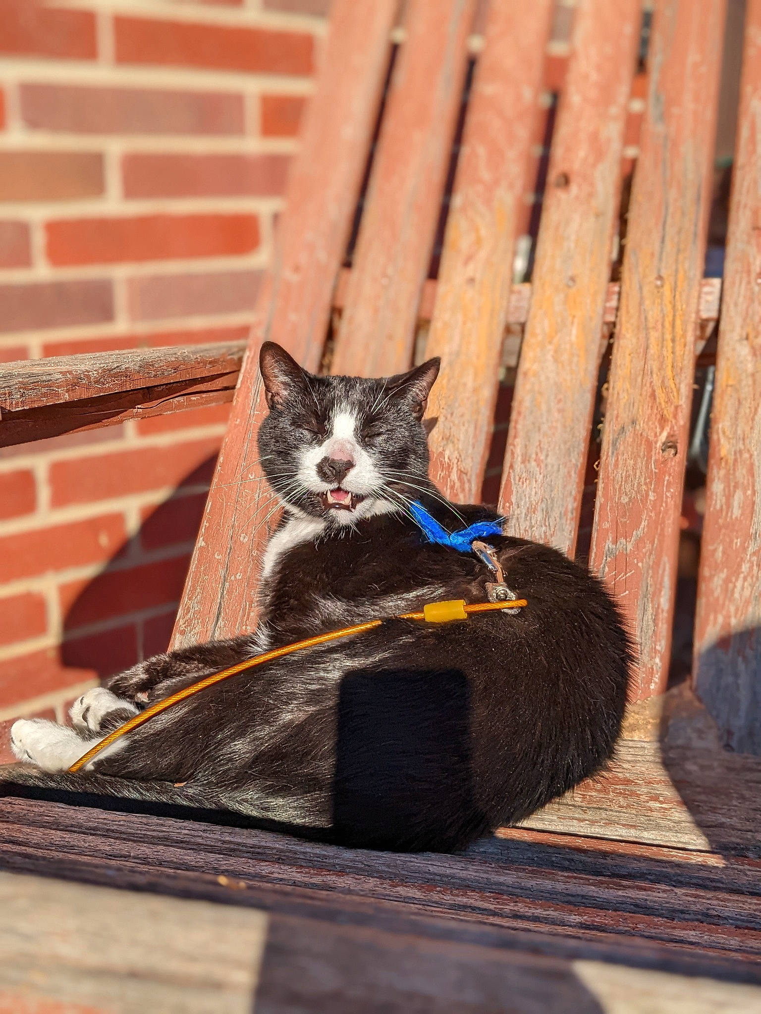 Gatsby is registered to the contest to win money with this photo: black_cat, brick, brickwork, carnivore, cat, domestic_short_haired_cat, electric_blue, felidae, fur, grass, grey, plant, shadow, sitting, small_to_medium_sized_cats, snout, tail, tree, whiskers, wood