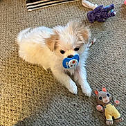 Snowball is registered to the contest to win money with this photo: adorable, animal, blue_toy, brown_toy, carpet, cute, dog, fluffy, home, indoor, lying_down, pacifier, pet, playroom, plush_toys, portrait, puppy, small_dog, toy, white_fur