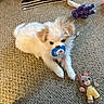 adorable, animal, blue_toy, brown_toy, carpet, cute, dog, fluffy, home, indoor, lying_down, pacifier, pet, playroom, plush_toys, portrait, puppy, small_dog, toy, white_fur