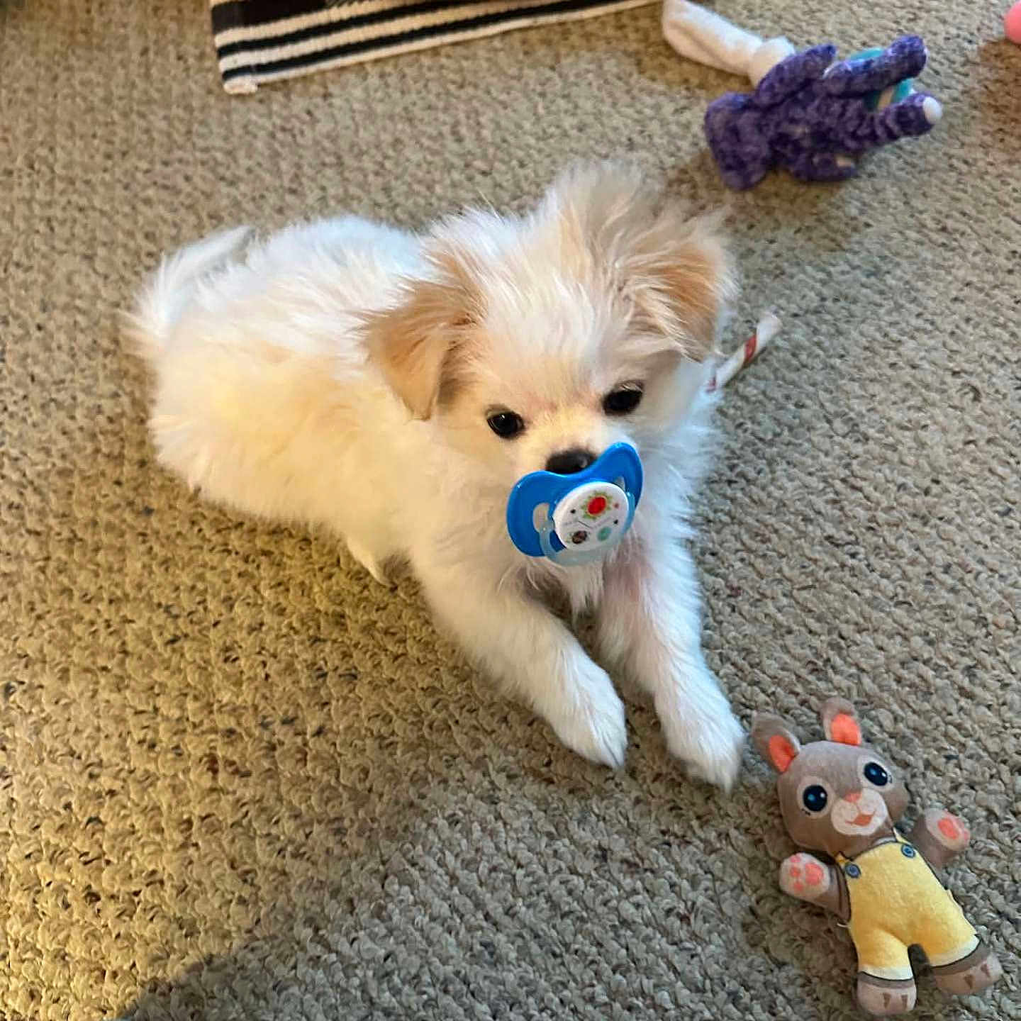 Snowball