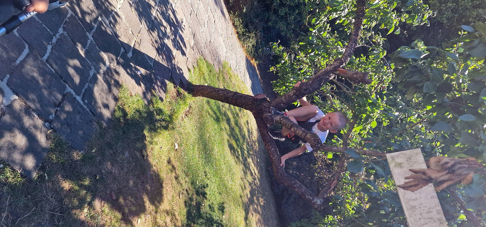 Maxence a rejoint le concours — aidez-le/la à gagner de superbes lots ! adventure, branch, climbing, forest, grass, joy, landscape, leisure, outdoor_recreation, people_in_nature, person, plant, recreation, rock_climbing_equipment, rope, shadow, soil, sport_climbing, sunlight, tree