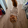 Zÿn participe au concours pour gagner de l'argent avec cette photo : cat, orange_cat, fluffy, longhaired, towel, wrapped, pet, animal, green_eyes, looking_up, indoors, wooden_floor, home, funny, cute, portrait, overhead_view, tail, grooming, cozy
